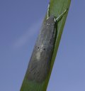 Palm Leaf Skeletonizer Adult on Palm Leaf