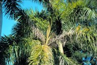 Manganese deficiency on Roystonea regia (Cuban royal palm)