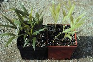 Nitrogen deficient Chamaedorea seifrizii (bamboo palm) seedlings on the right