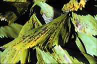 Potassium-deficient older leaf of Caryota mitis