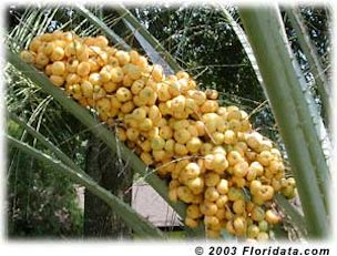 Ripe Cluster of Pindo Palm Fruit