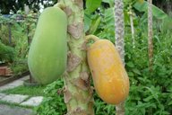 Unripe and Ripe Papaya