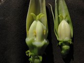 Female flower on right hemaphrodite flower on left