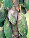 Papaya fruit infestation and damage caused by the papaya mealybug, Paracoccus marginatus Williams and Granara de Willink.