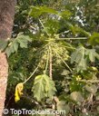 Papaya Male Plant
