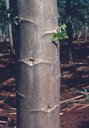 Phytophthora Blight Stem Cankers Latex