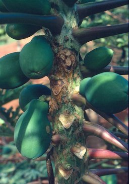 Phytophthora blight of papaya caused by Phytophthora palmivora: Stem rot