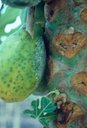 Phytophthora Blight on Fruit