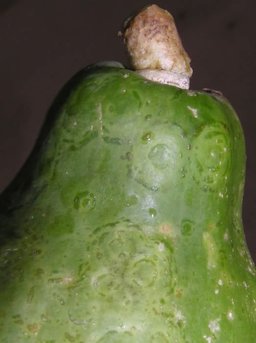 Papaya Ring Spot on Fruit