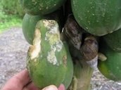 African snails (Achatina fulica) and their feeding injury to papaya fruits. The whitish mycelium is Phytophthora palmivora