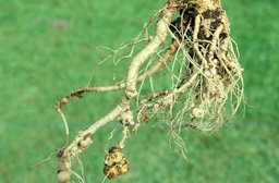 Root Knot Galls Caused by Meloidogyne nematodes