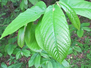 Common pawpaw (Asimina triloba) leaf habit