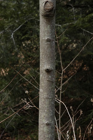Trunk of young tree