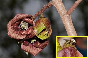Common pawpaw flowers and pollinator