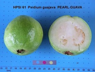 'Pearl Guava'