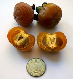Mature fruits of American Persimmon (Diospyros virginiana)