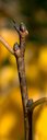 Diospyros virginiana (Common Persimmon)