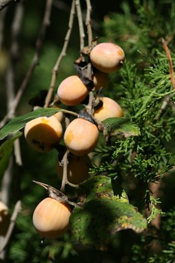 Fruit of Common Persimmon (Diospyros virginiana) in Bear Creek Lake State Park, Virginia, USA