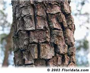 Its thick distinctively blocky bark helps to identify the American persimmon in the field.
