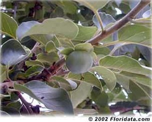 This is the foliage and unripe fruit of the 'Meador' American persimmon, a cultivar selected for fruit quality.