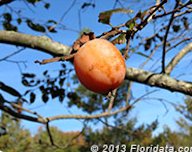 A Ripe American Persimmon Fruit