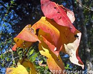 American persimmon leaves in fall color