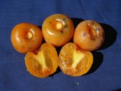 'Prok' D. virginiana persimmon cultivar