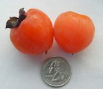 'Meyer' seedless persimmon from Seymour, IN.