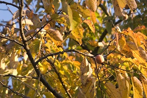 An American Persimmon Diospyros virginiana tree bearing fruit in the fall.