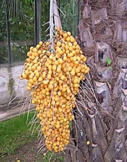 Ripe Pindo Palm fruit