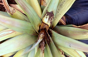 Heart rot of pineapple (Ananas comosus) caused by Phytophthora cinnamomi