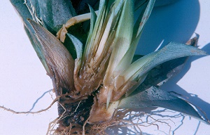 Pineapple Phytophthora parasitica smooth cayenne-root rot, heart rot