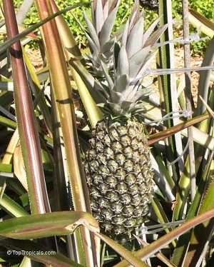 Ananas comosus, Pineapple, Pina