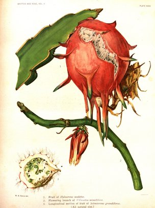 Hylocereus undatus (Haw.) Britton & Rose