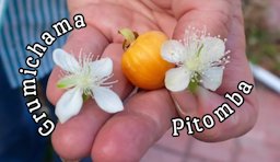 Grumichama flower vs pitomba flower