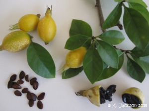 Fruit, foliage, seeds