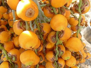 Ripe Fruit of Butia odorata