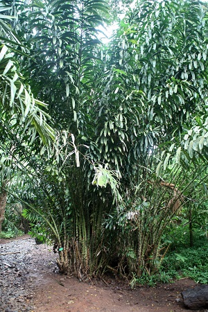 Cultivated plant in Hawai‘i Tropical Botanical Garden, Big Island