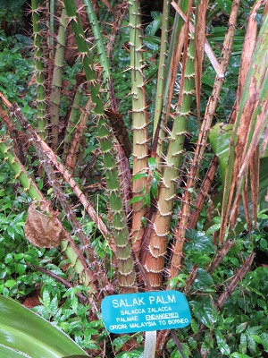 Plant growing in native habitat