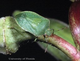 Southern Green Stink Bug, Nezara viridula (Linnaeus)