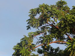 El árbol de Jobo se eleva fuerte al cielo par sus frutar cargar. Tocomita. Bolívar.