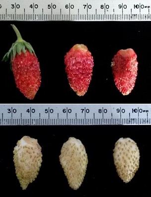 Examples of red and white Alpine strawberry fruit types. Some varieties are naturally calyx-free when harvested. Note: 25 mm is ~1 inch.