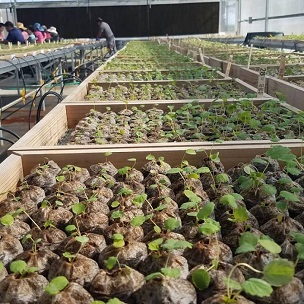 A DNA test is used to select superior strawberry seedlings
