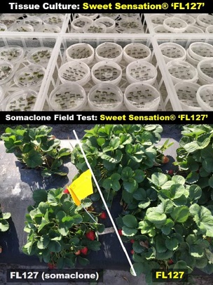 Tissue culture petri dish of Sweet Sensation FL127 and somaclones growing in a greenhouse