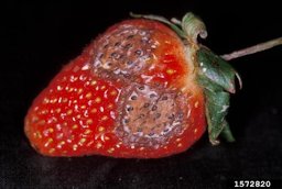 Anthracnose (Colletotrichum acutatum) fruit