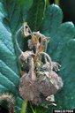 A strawberry rachis completely engulfed by a gray mold fungus, Botrytis cinerea
