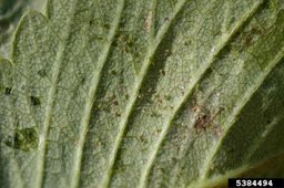 Strawberry spider mite (Tetranychus turkestani) infestation