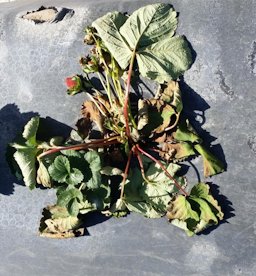 plant wilting and collapsing due to charcoal rot
