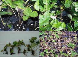Range of symptoms caused by Phytophthora cactorum in plug production facilities. Leaf petioles and leaf tissues turn black (top); plants remain stunted and do not form roots (bottom left showing severely diseased to healthy plugs) and plants