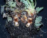 Phytophthora Crown Rot of Strawberry